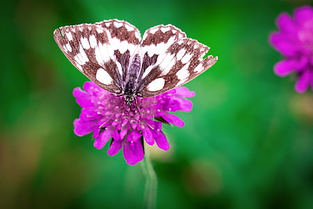 butterfly, flower, purple, pointed flower, blossom, bloom, insect