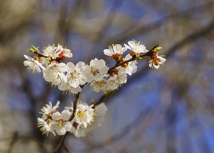Frühling, Aprikose, Baum, Anlage, Blumen, Farbe apricot, Blumen-Aprikose