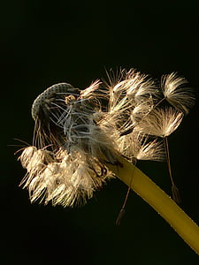 dandelion, seeds, flower, meadow, spring, stalk, close