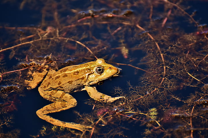 żaba, staw, zwierząt, woda żaba, Frog pond, Wysoka, Ropucha