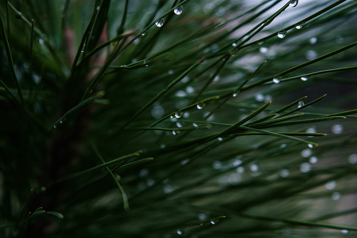 close, photo, green, leaves, plant, drops, water