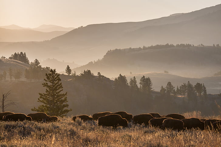 bison herd, wildlife, buffalo, nature, valley, hills, wild