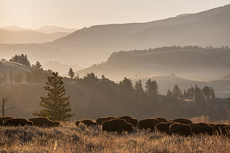 Bison herd, dieren in het wild, Buffalo, natuur, vallei, heuvels, Wild