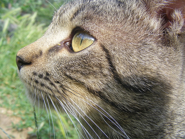 pisica, Uita-te la, bambul, ochi, pisici domestice, animale, animale de companie
