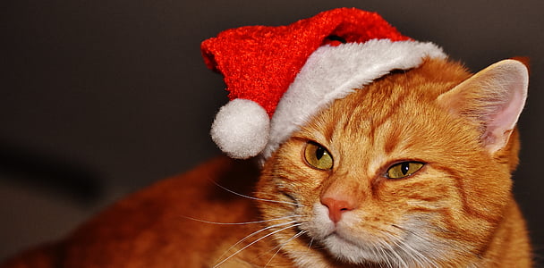 kass, punane, jõulud, Santa hat, Naljakas, Nunnu, makrell