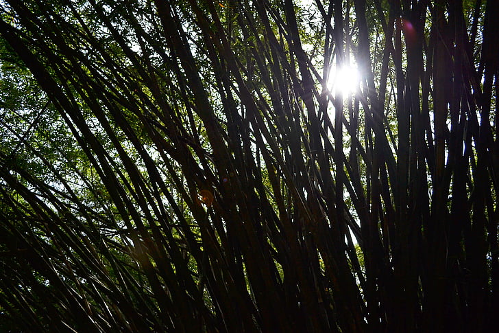saulės šviesos, bambuko, bambukų paunksmėje, medžiai, Gamta, sodas, Botanikos