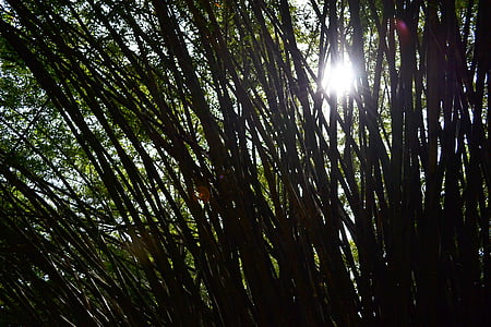 lumière du soleil, bambou, arbres du bambou, arbres, nature, jardin, Botanic