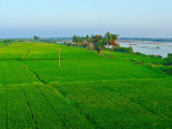 rijstvelden, Paddy teelt, Tungabhadra plains, Raichur, Karnataka, India, natuur