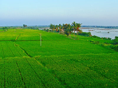 ryžové polia, Paddy pestovania, tungabhadra plains, raichur, Karnataka, India, Príroda