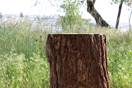 stumpen, træstamme, Emek hazvaim, dalen deers, Givat mordechai, Israel, træ