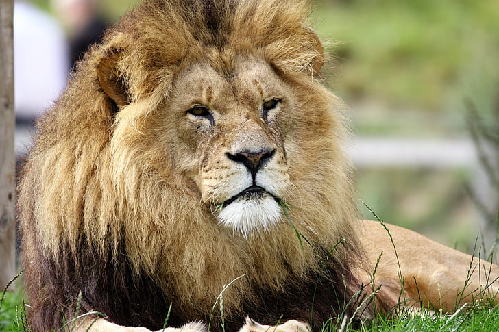 Lion, gros, chat, faune, sauvage, carnivore, félin