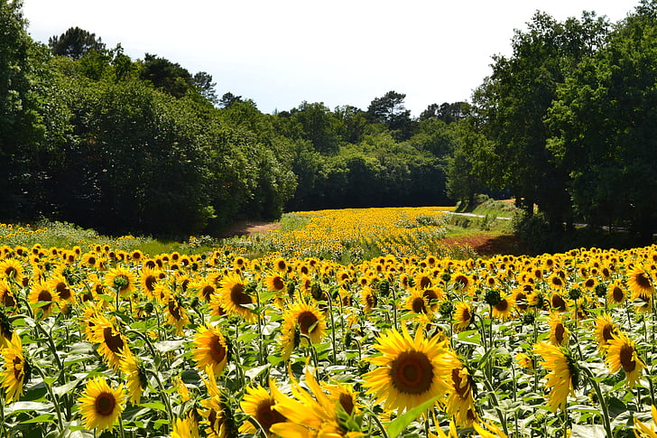 Соняшники, Соняшник, поле із соняшниками, квітка, жовтий, Природа