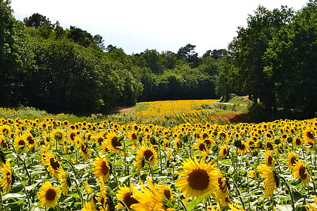 sunflowers, sunflower, field of sunflowers, flower, yellow, nature