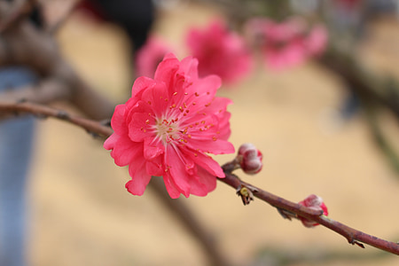 kukka, Peach blossom, maisema