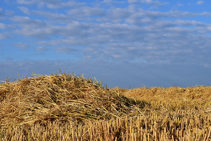 straw, field, stubble, sky, contrast, blue, clouds