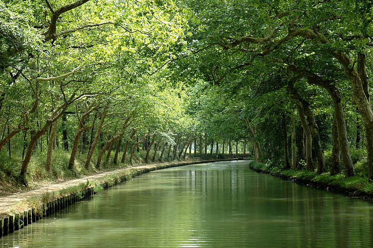 nature, canal, paysage, vert, calme, arbre, Forest