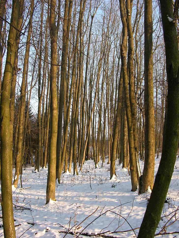miško, sniego, žiemą