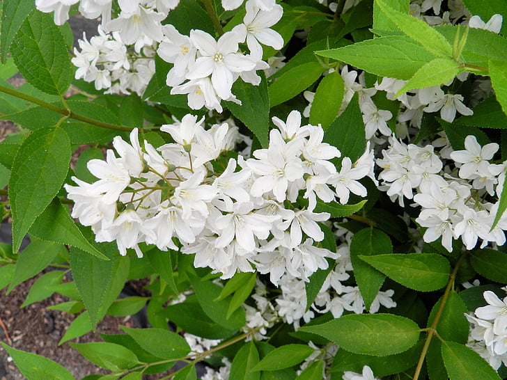 Bush, bílá, květ, Bloom