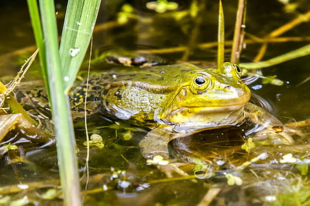 frog, water frog, amphibians, nature, animal, amphibian, pond
