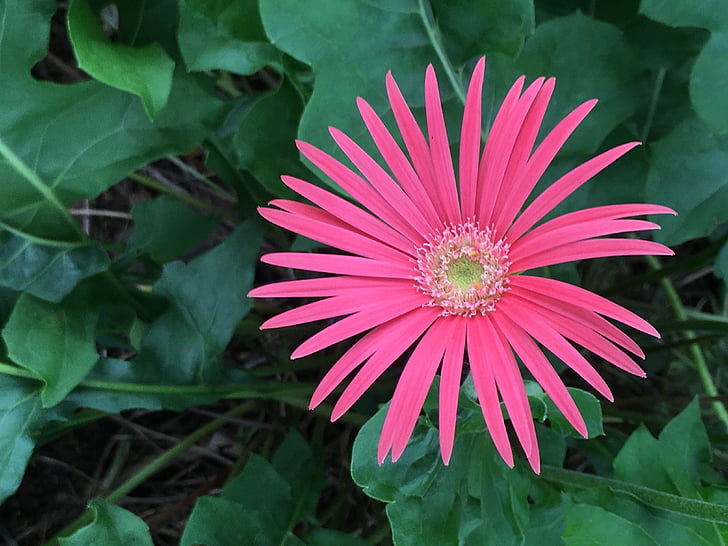 pink color flower, flower, blossom, decoration, bouquet, outdoors, fresh