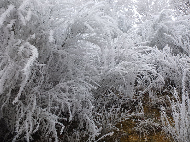 kolde, Frost, Jelly, træ, vintre, gel, vinterlandskab