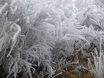 soğuk, Frost, jöle, ağaç, kışları, jel, Kış manzarası