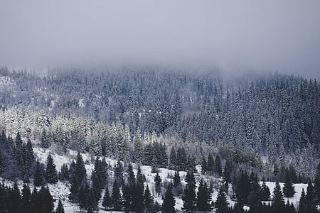 neige, hiver, blanc, froide, météo, glace, arbres
