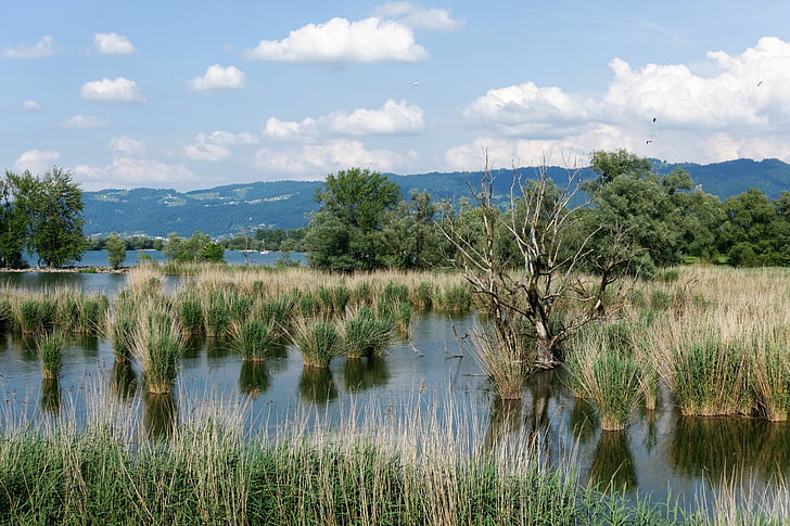 formação de Reed, Reed, água, espelhamento, às margens da paisagem do Lago de Constança, águas, Lagoa