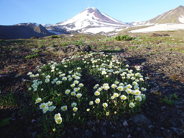 vulkāns avachinsky, vasaras, ziedi, kalnu plato, Kamchatka, pussalas, ainava