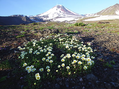 vulkan Angelica, sommer, blomster, bjergplateauet, Kamtjatka, halvøen, landskab