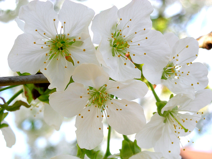 kvitnúce sakury, Záhrada, čerešňa, biely kvet, Príroda, kvet, kvet