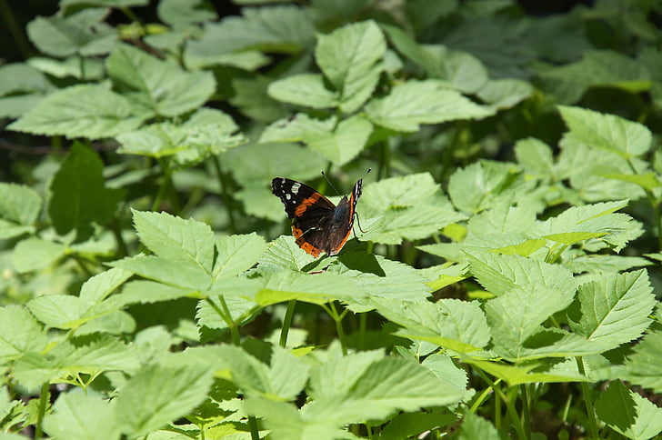 Foxtail, vlinder, insect, groen, Riverside, natuur, vlinder - insecten