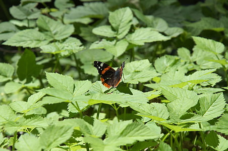 rævehalen, sommerfugl, insekt, grøn, ved flodbredden, natur, Butterfly - insekt