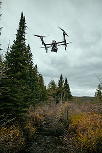 musta, drone, lähellä kohdetta:, pitkä, puu, päivällä, puut