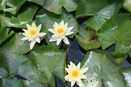 aquatic plant, pond, flower, nature, plant, petal, water Lily
