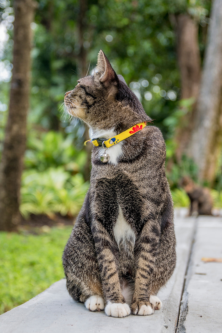 котка, котка Тайланд, паркове, малки индийски цивета, шарени цивета