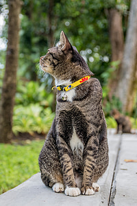 кішка, кішка Таїланд, парки, невеликий Індійська Цівета, Смугастий Цівета