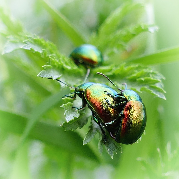 Beetle, ovaläugiger lehtedega beetle, roheline, sillerdav, loodus