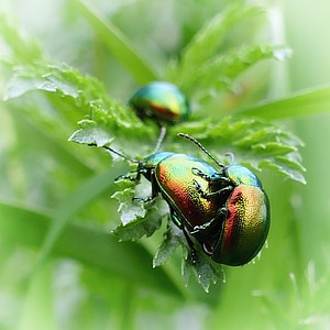 kumbang, Kumbang daun ovaläugiger, hijau, warna-warni, alam