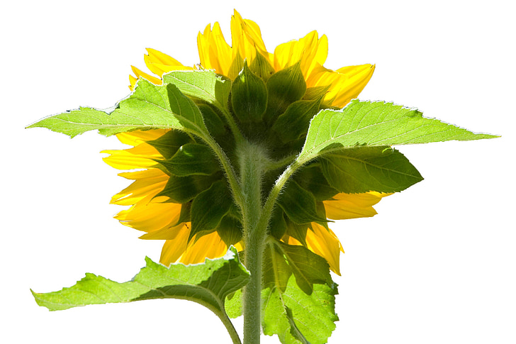 sunflower, reverse, behind, back, yellow, green
