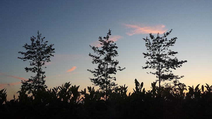 drzewa, chmury, Wieczorem, niebo, drzewo, błękitne niebo