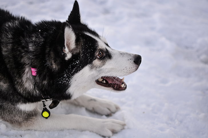 Husky, cão, husky siberiano, Siberian, canino, natureza, raça