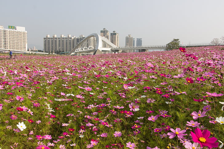 hav av blomster, Taiwan, Sol idrettspark, blomst, natur