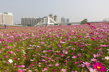 Mar de flors, Taiwan, Parc esportiu sol, flor, natura