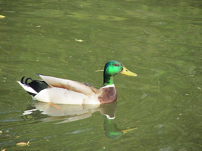 Duck, fuglen, natur, dyr, Lake, dammen