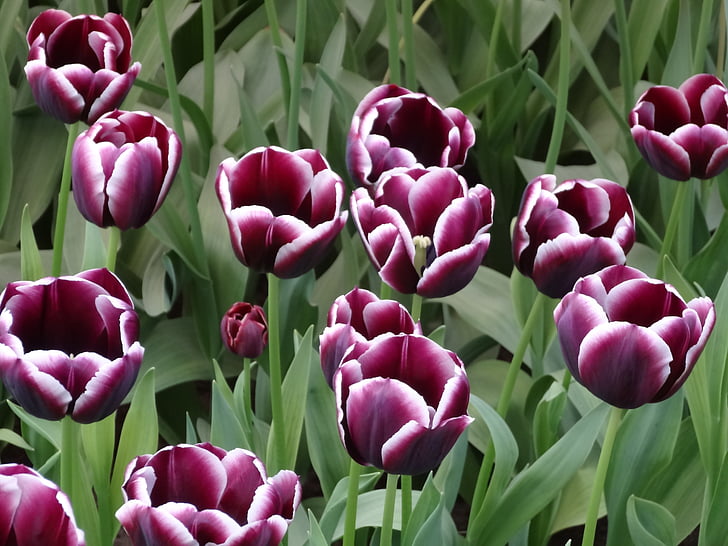tulipán, virágok, Hollandia, Keukenhof, lila, virág, természet