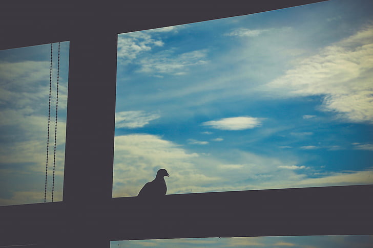 janela, pombo, céu, silhueta, uma bela vista