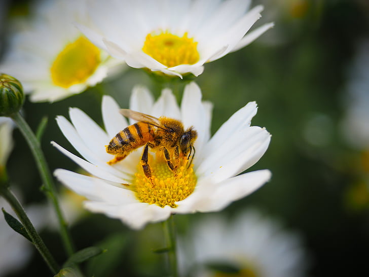 blomster, Bee, honning, natur, insekt, blomst, pollen