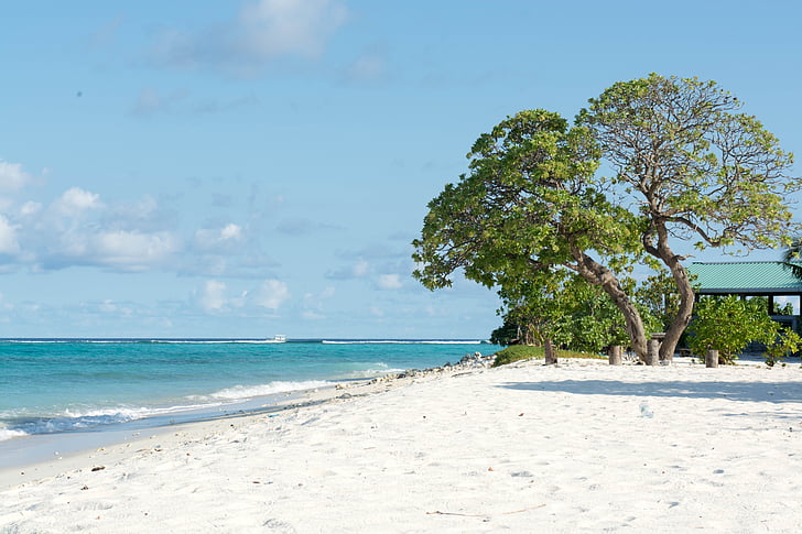 Playa, Dharavandhoo, Baa, Maldivas, mar, naturaleza, árbol