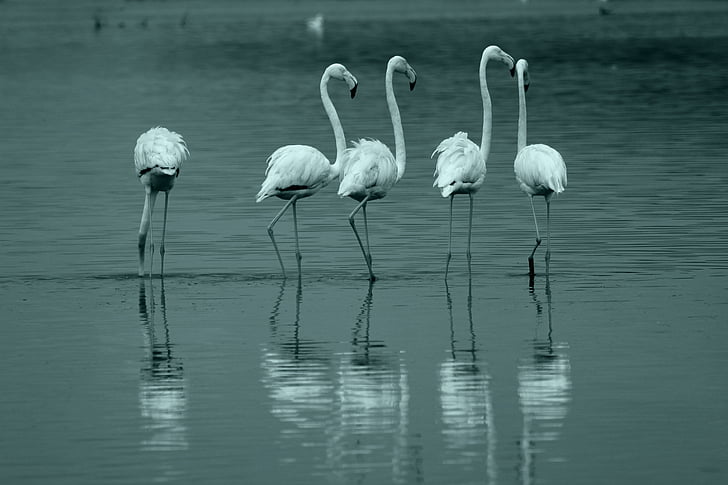 Flamingo, pták, jezero, Izmir, volně žijící zvířata, Příroda, zvíře